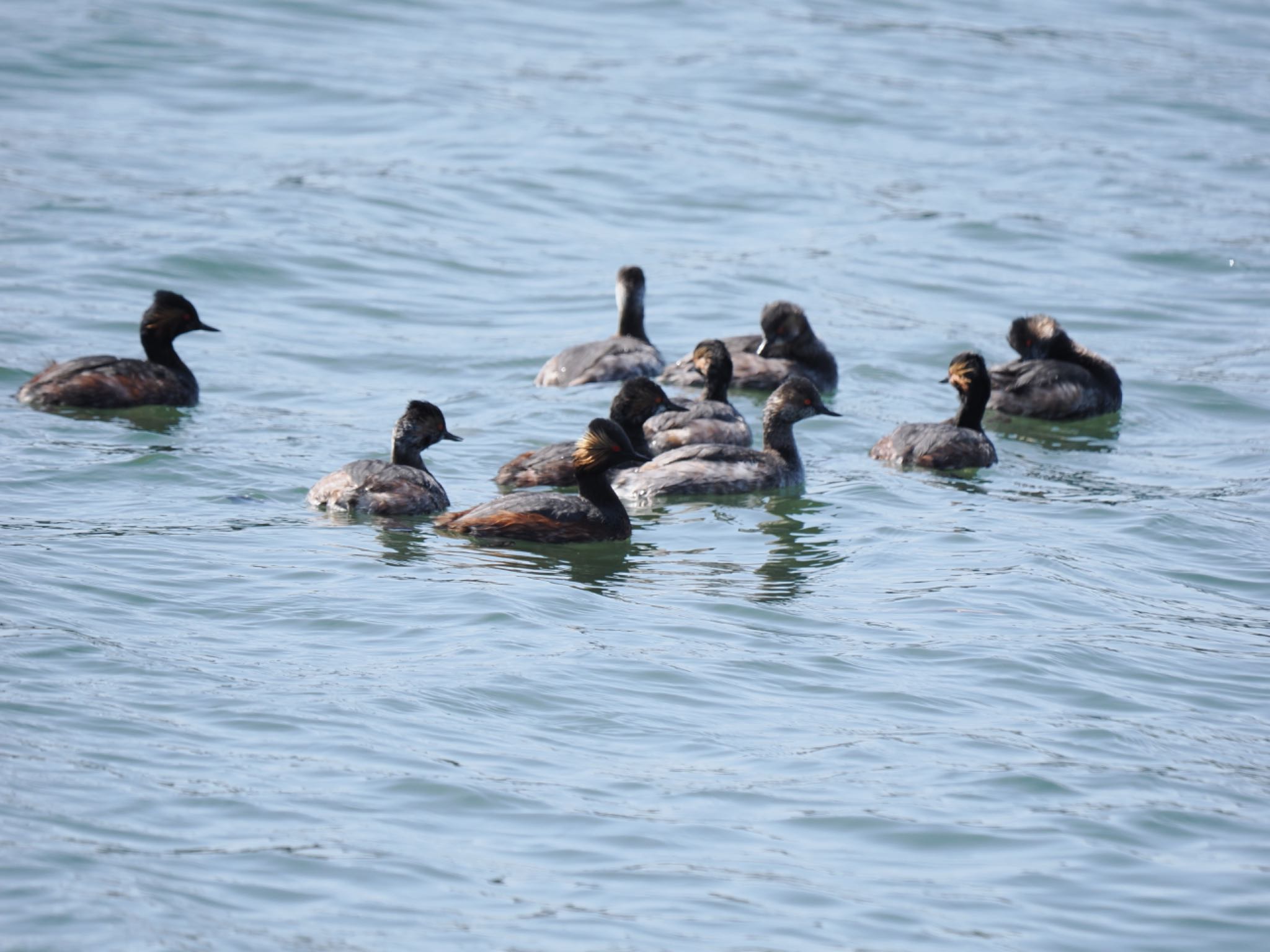 Black-necked Grebe