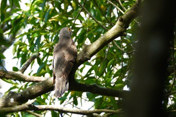 Indian Cuckoo Taman Alam Kuala Selangor Sun, 3/5/2023