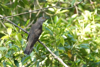 Indian Cuckoo Taman Alam Kuala Selangor Sun, 3/5/2023