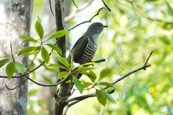 セグロカッコウ クアラセランゴール自然公園 2023年3月5日(日)