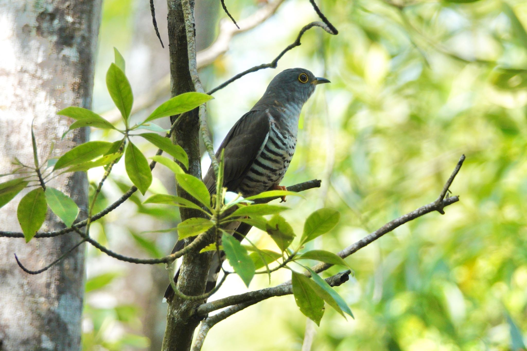 Photo of Indian Cuckoo at Taman Alam Kuala Selangor by のどか