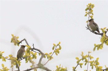 2023年3月31日(金) 野崎川流域(知多市)の野鳥観察記録