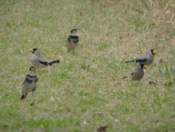 2023年3月31日(金) 武蔵野公園の野鳥観察記録