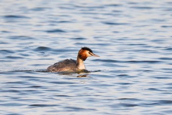 Great Crested Grebe 千波湖公園 Sat, 3/11/2023