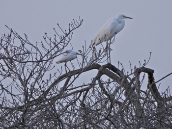 Great Egret 千波湖公園 Sat, 3/11/2023