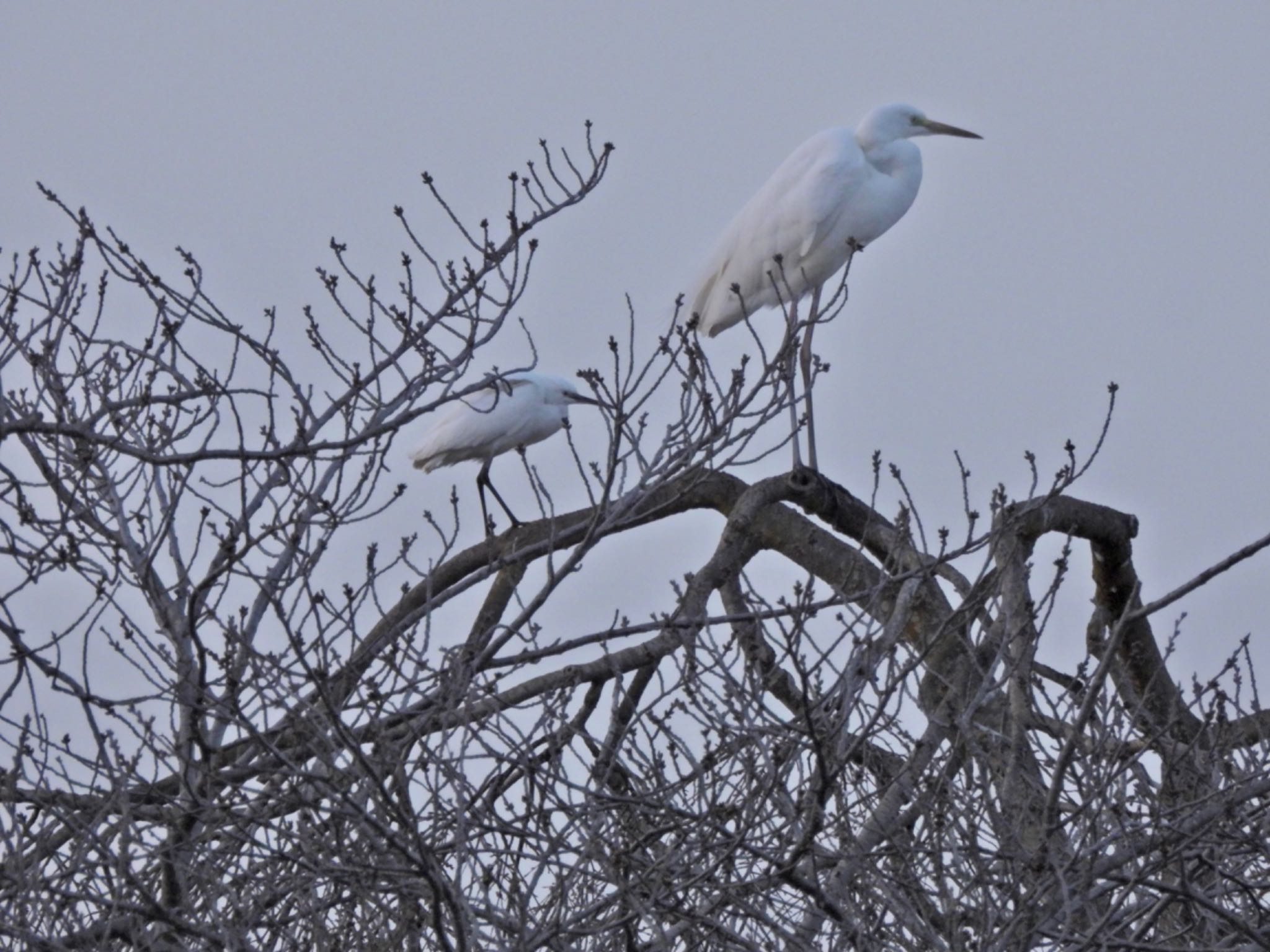 Great Egret