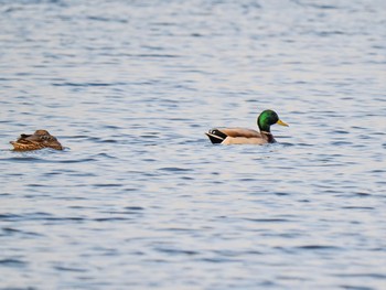 Mallard 千波湖公園 Sat, 3/11/2023