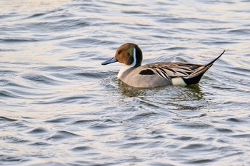 Northern Pintail 千波湖公園 Sat, 3/11/2023