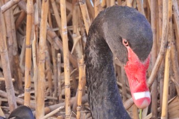 コクチョウ 千波湖公園 2023年3月11日(土)