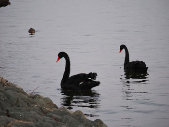 Sat, 3/11/2023 Birding report at 千波湖公園