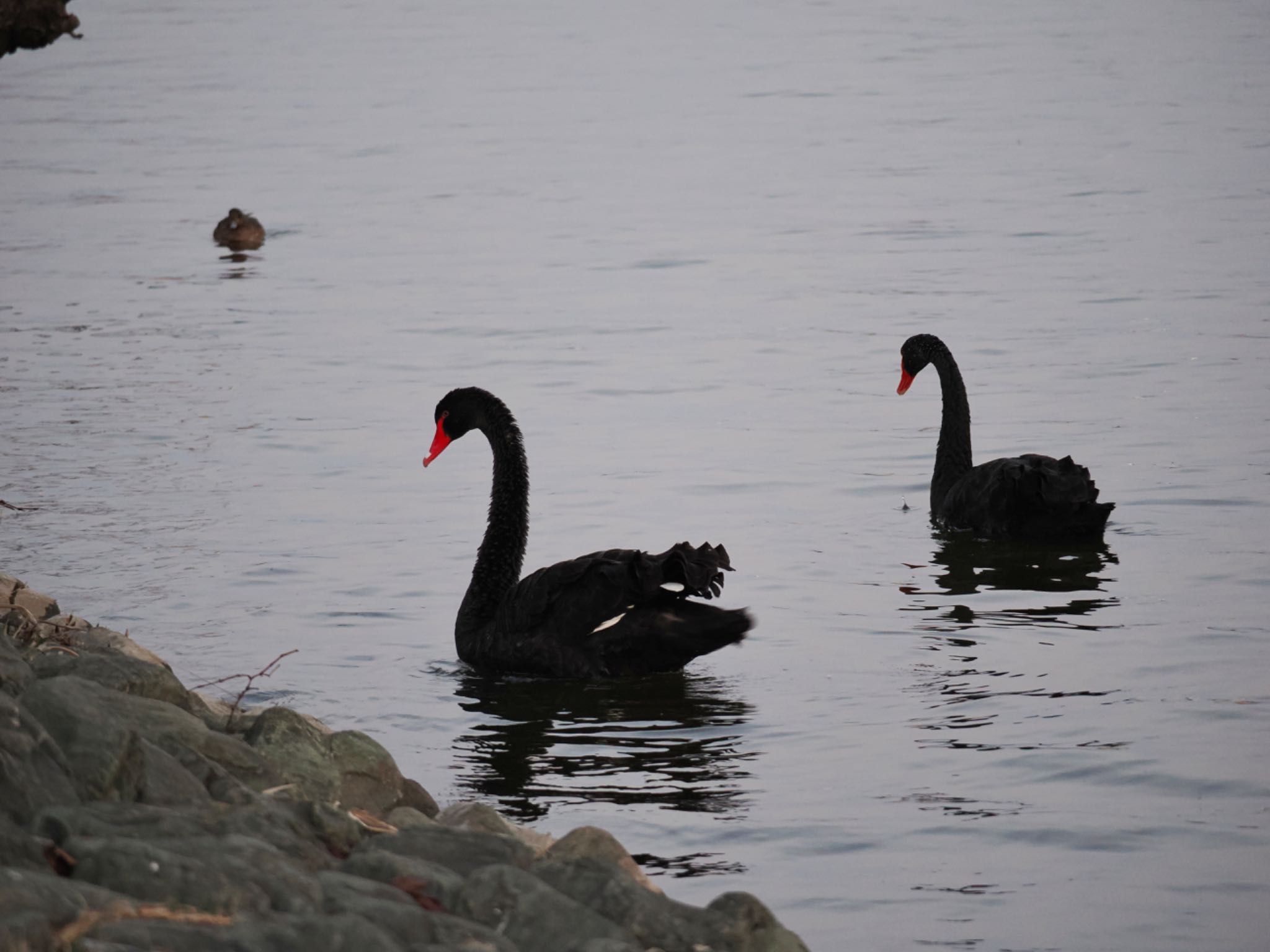 Black Swan