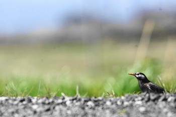 ムクドリ 静岡県 2023年3月22日(水)