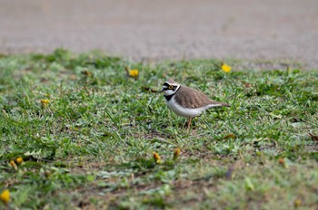 Little Ringed Plover 川里中央公園 Fri, 3/31/2023