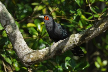 Chestnut-bellied Malkoha Taman Alam Kuala Selangor Sun, 3/5/2023