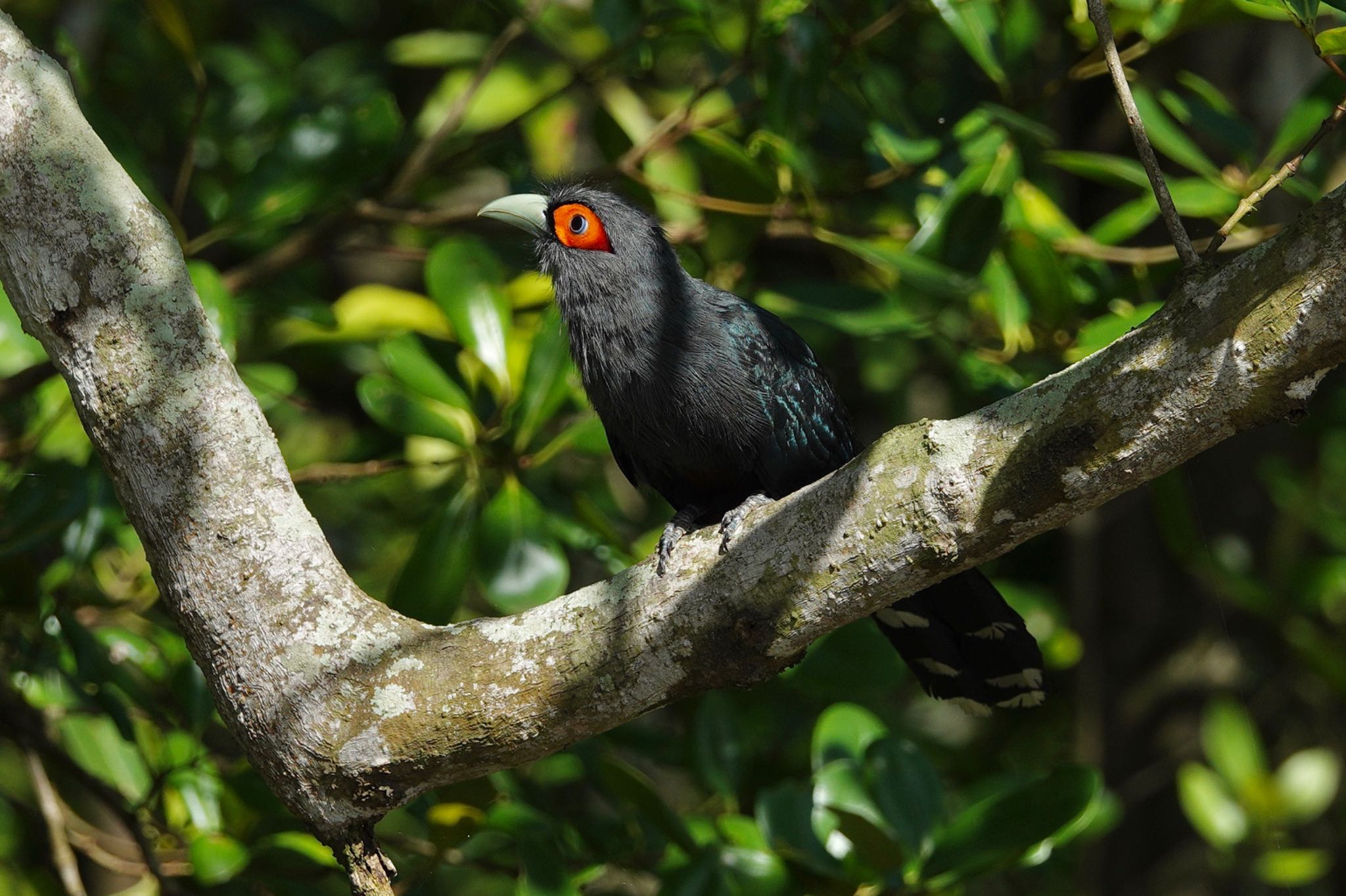 Chestnut-bellied Malkoha