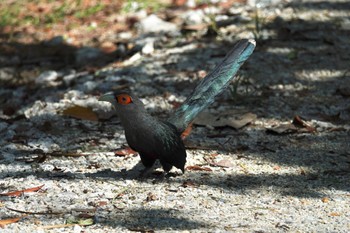 Chestnut-bellied Malkoha Taman Alam Kuala Selangor Sun, 3/5/2023