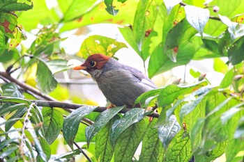 Chestnut-hooded Laughingthrush Kinabaru park Sat, 4/28/2018