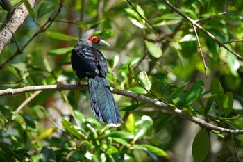 Chestnut-bellied Malkoha Taman Alam Kuala Selangor Sun, 3/5/2023