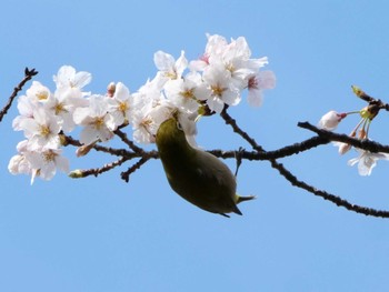 Warbling White-eye 多摩川 Thu, 3/30/2023