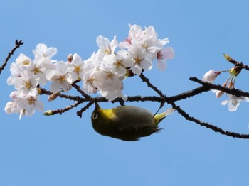 Warbling White-eye 多摩川 Thu, 3/30/2023