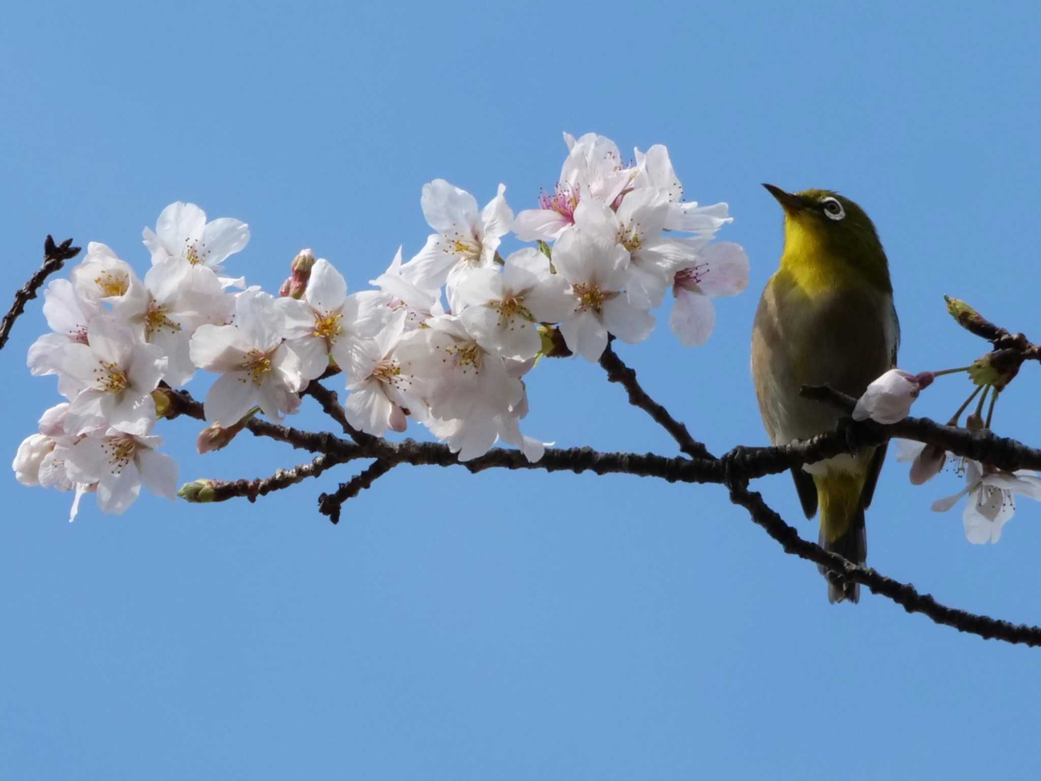 メジロ3態。　ヒヨはいないな・・ by little birds