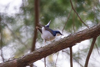 Siberian Blue Robin 静岡県 Sat, 5/2/2015