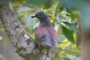 Little Green Pigeon Taman Alam Kuala Selangor Mon, 3/6/2023