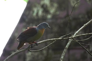 チビアオバト クアラセランゴール自然公園 2023年3月6日(月)