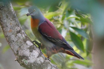 チビアオバト クアラセランゴール自然公園 2023年3月6日(月)