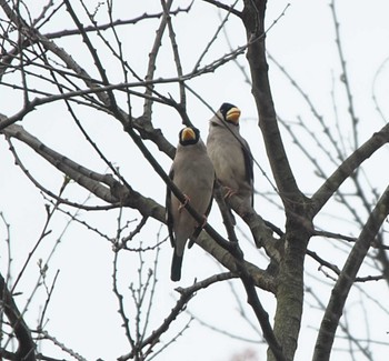 Japanese Grosbeak 東京都多摩地域 Mon, 3/27/2023