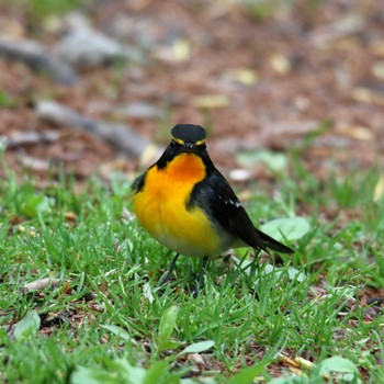 Narcissus Flycatcher 上高地 Sun, 5/20/2018