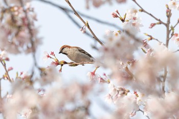 ニュウナイスズメ 川里中央公園 2023年3月31日(金)