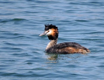 Great Crested Grebe 仙台港 Unknown Date