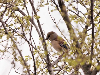 Hawfinch Maioka Park Thu, 3/30/2023