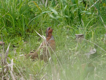 Chinese Bamboo Partridge Maioka Park Thu, 3/30/2023