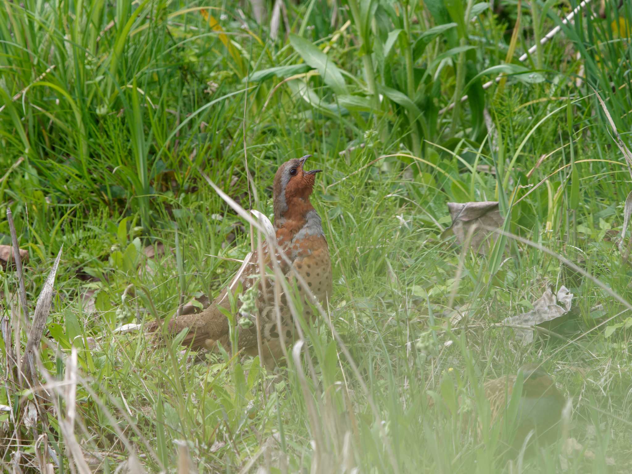 Chinese Bamboo Partridge