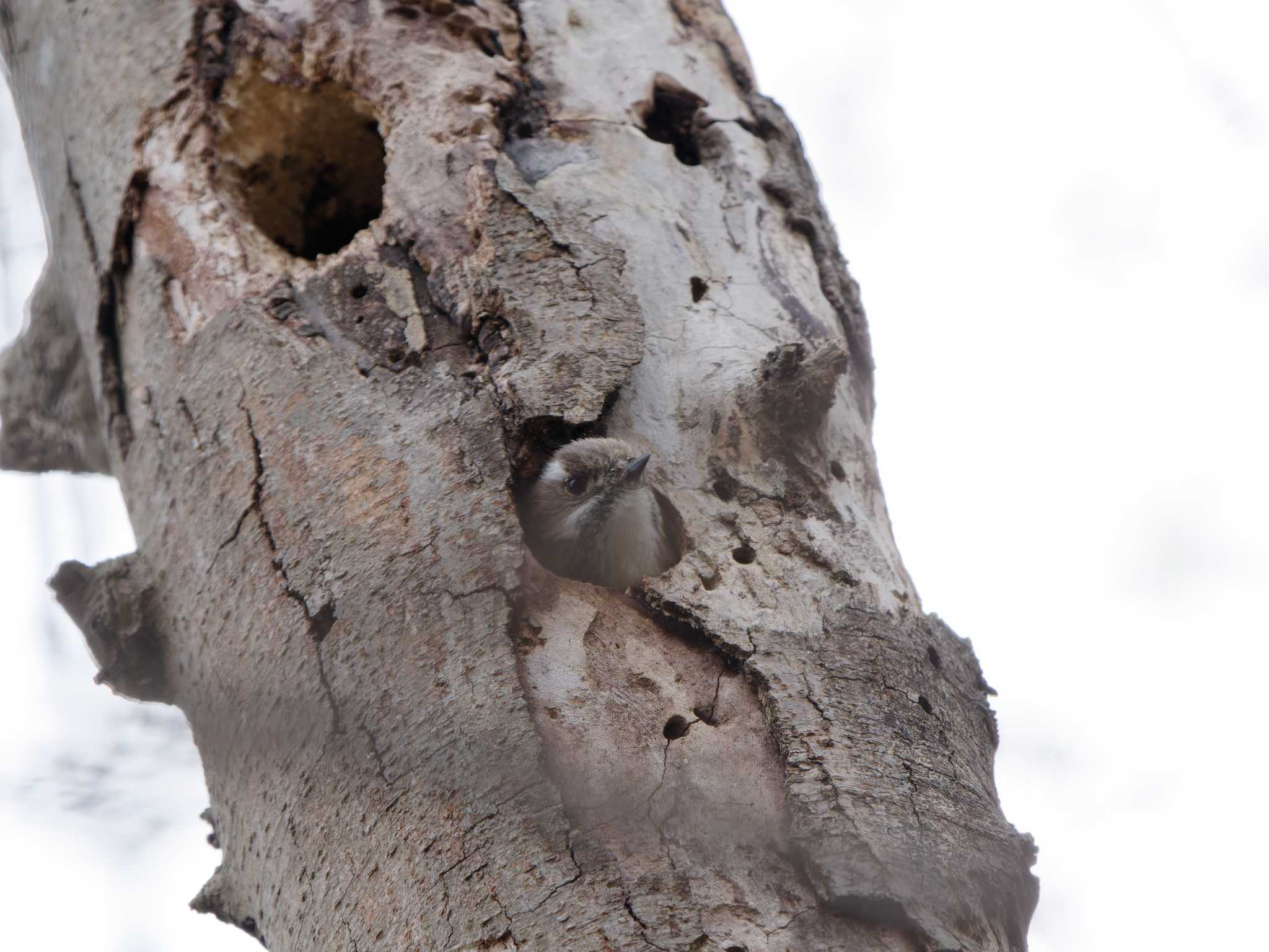 Japanese Pygmy Woodpecker