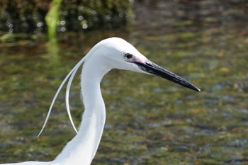 Little Egret 江津湖 Wed, 3/29/2023