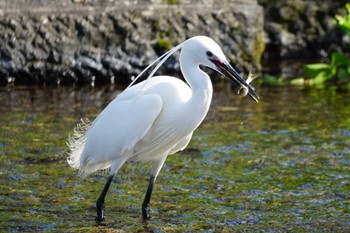 Little Egret 江津湖 Wed, 3/29/2023