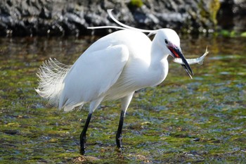 Wed, 3/29/2023 Birding report at 江津湖