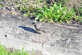 White-cheeked Starling 自宅裏の川 Sat, 4/1/2023