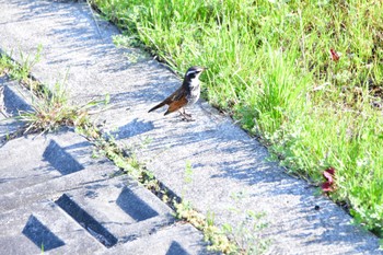 Dusky Thrush 自宅裏の川 Sat, 4/1/2023