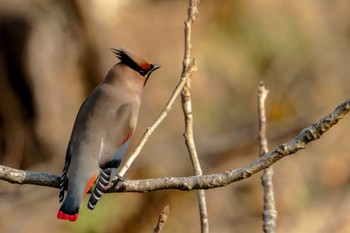 Japanese Waxwing 埼玉県飯能市 Fri, 3/10/2023