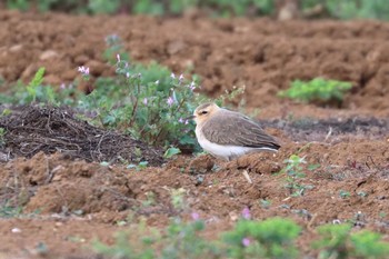 Oriental Plover 沖縄県糸満市 Sat, 3/31/2018