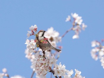 ニュウナイスズメ 熊谷市 2023年3月29日(水)