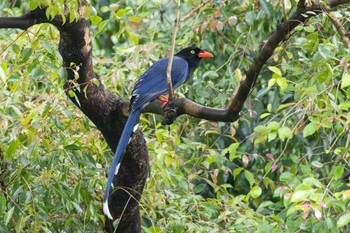 2023年3月26日(日) 台北植物園の野鳥観察記録