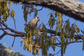 Japanese Grosbeak 下松公園(山口県下松市) Sat, 4/1/2023