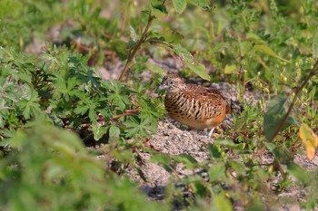 Barred Buttonquail 沖縄県糸満市 Fri, 3/30/2018