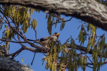 Japanese Grosbeak 下松公園(山口県下松市) Sat, 4/1/2023