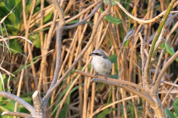 Brown Shrike(lucionensis) 沖縄県豊見城市 Mon, 4/2/2018